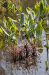 Spoonleaf sundew